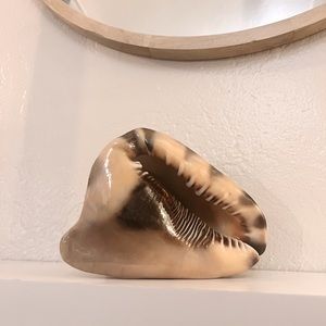 Unique tropical conch shell